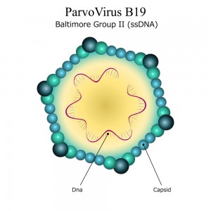 De boosdoener: het parvovirus B19
