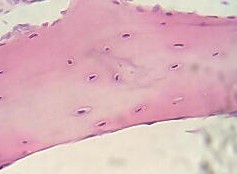 Zo ziet kraakbeen er door de microscoop uit