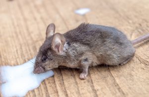 muis onderzoek probiotica