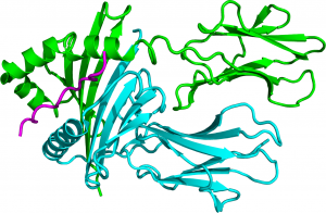 Structuur van enkele HLA-eiwitten. In groen is HLA-DBR1 te zien.