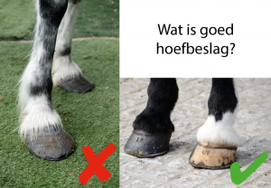 goed hoefbeslag paard artrose