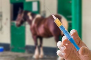 injectie paard artrose