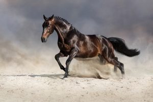 Gewrichtsproblemen bij paarden