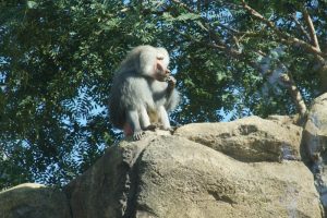 Apen van de Oude Wereld mogelijk sleutel tot krachtig Reumatoïde artritis medicijn