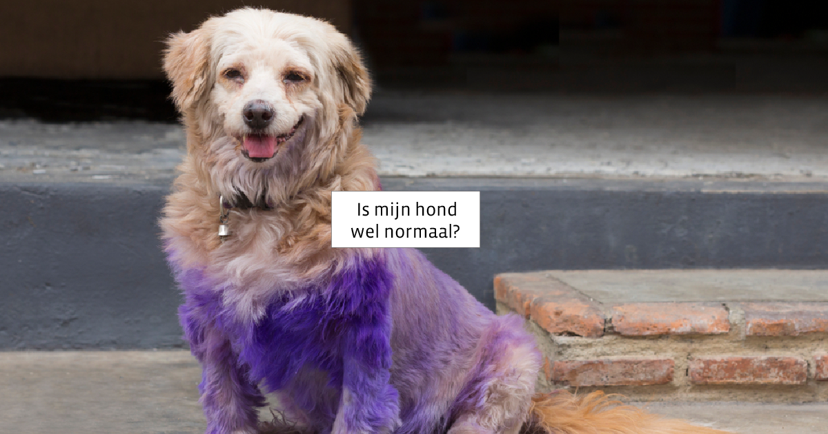 Vreemd Gedrag Hond Is Mijn Hond Wel Normaal Bewegen Zonder Pijn