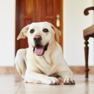 Maken onze huizen gewrichtspijn van de hond erger?