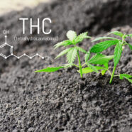 THC in medicinale cannabis bestrijdt pijn bij fibromyalgie
