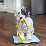 Honden met overgewicht leven korter