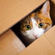 Waarom zijn katten dol op dozen?