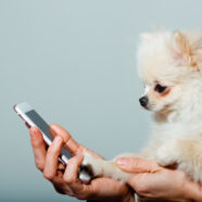 Eerste fitnesstracker voor honden in aantocht