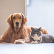 Zo worden uw kat en hond de dikste vrienden