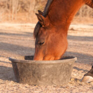 Paardenvoeding: prebiotica kunnen meer kwaad dan goed doen