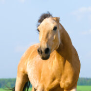 Chagrijnig paard in de stal ook chagrijnig tijdens het berijden