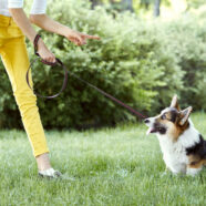 Straffen tijdens training brengt welzijn hond in gevaar