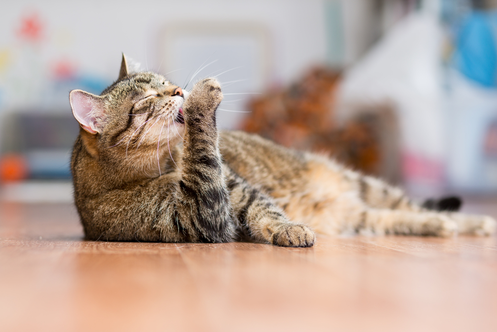 middag Idioot Denken Hoe herkent u gewrichtspijn bij uw kat? | Herkennen gewrichtsklachten