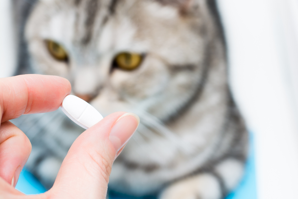 Zo u uw kat een pil | Medicatie toedienen aan kat