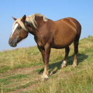 Is obesitas bij paarden risicofactor voor astma?