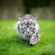 Jagende buitenkatten eten vooral thuis