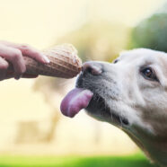 Deze suikervervanger kan dodelijk zijn voor honden