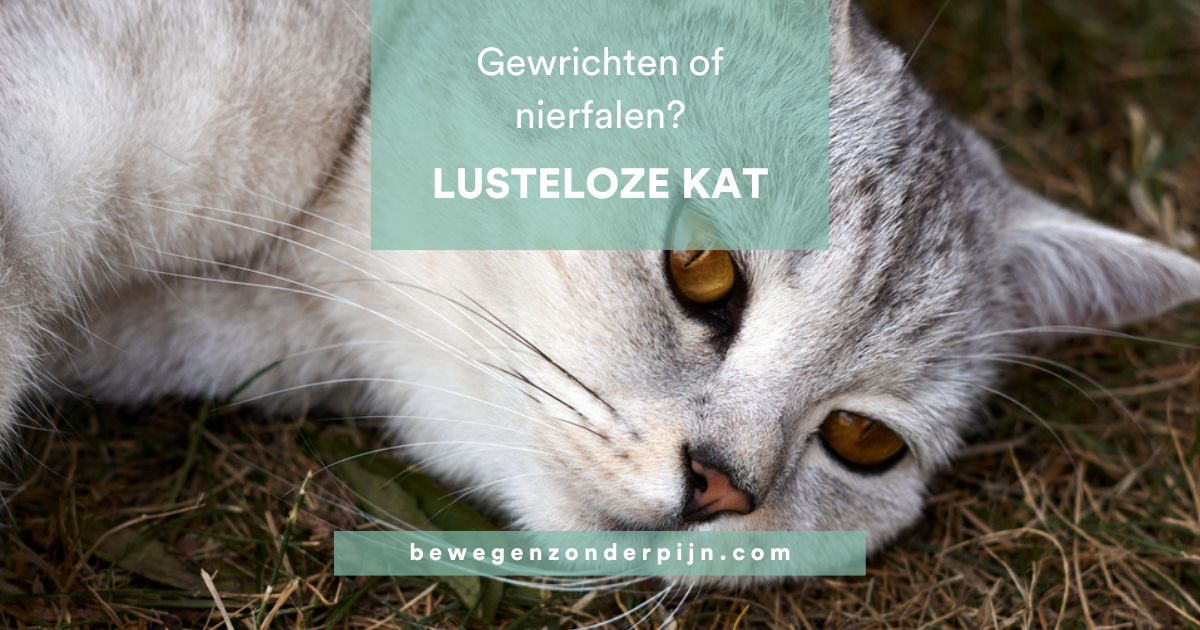Lusteloze En Stramme Kat Zijn Het De Gewrichten Of Is Het Nierfalen 