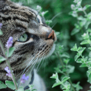 Daarom zijn katten zo gek op kattenkruid