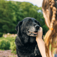 Dog Aging Project: hoe oud kan uw hond worden?