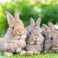 Konijnen groter en sterker door eten zachte ontlasting