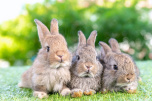konijnen eten zachte ontlasting