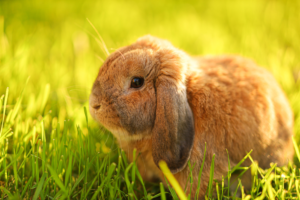 Meer zonnesteken bij konijnen door klimaatverandering 