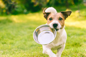 Veganistische voeding beter voor gezondheid honden?