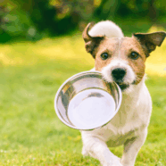 Veganistische voeding beter voor gezondheid honden?