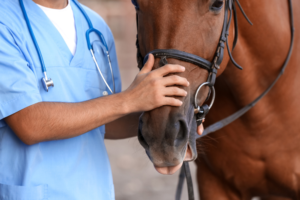 Deze drie gezondheidsproblemen komen vaak voor bij paarden