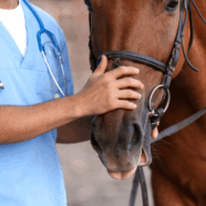 Deze drie gezondheidsproblemen komen vaak voor bij paarden