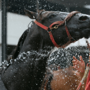 Steeds meer paarden krijgen een zonnesteek