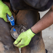 Zijn richtlijnen gezonde temperatuur paarden onnauwkeurig?