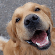 Kijken honden met hun neus?