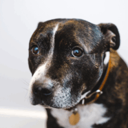 Kunnen honden huilen?