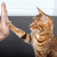 Bent u een ‘kattenfluisteraar’? Doe de test!