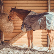 Wel of geen paardendeken: nieuwe studie geeft antwoord