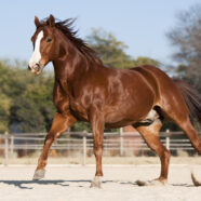 Heeft uw paard een wiebelende gang? Dat kan het Wobbler syndroom zijn.