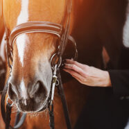 Dit vermindert stress bij paarden