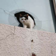 Kunnen katten op plaats delict essentiële aanwijzingen geven?