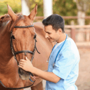 Werkt nieuw artrosemedicijn voor paarden ook bij mensen?