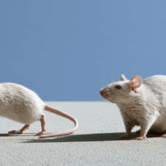 Experimenteel kankermedicijn helpt tegen botontkalking én gewichtstoename na de overgang