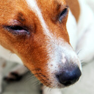 Curcumine vermindert oogontsteking bij honden
