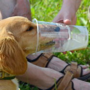 Wat kunnen honden nog meer drinken dan water?