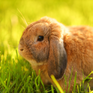 Meer zonnesteken bij  konijnen door klimaatverandering