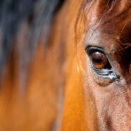 Trekkende oogleden verraden of paard onder stress staat