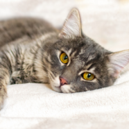 Spondylose bij katten: als de ruggengraat gaat verstijven