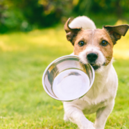 Veganistische voeding beter voor gezondheid honden?
